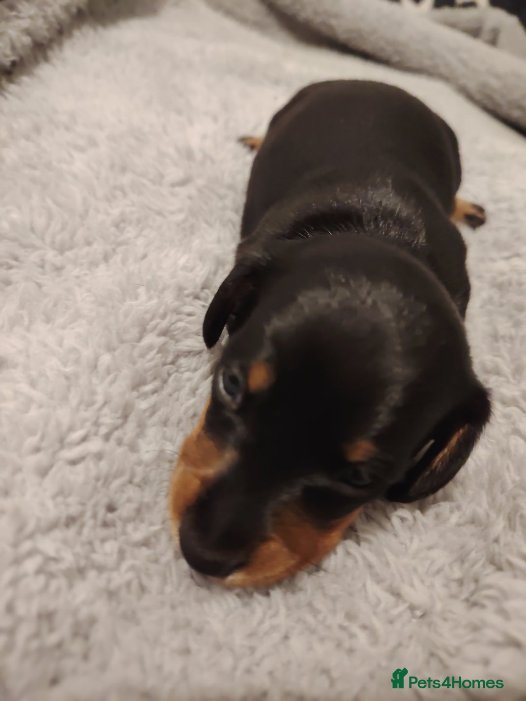 Miniature Dachshund dogs for sale: Mini dachshund - Advert 8