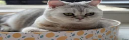 Scottish Fold cats for sale: Beautiful British Shorthair Kittens – Home Raised  - Advert 1