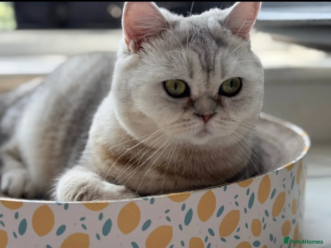 Scottish Fold cats for sale: Beautiful British Shorthair Kittens – Home Raised  - Advert 1