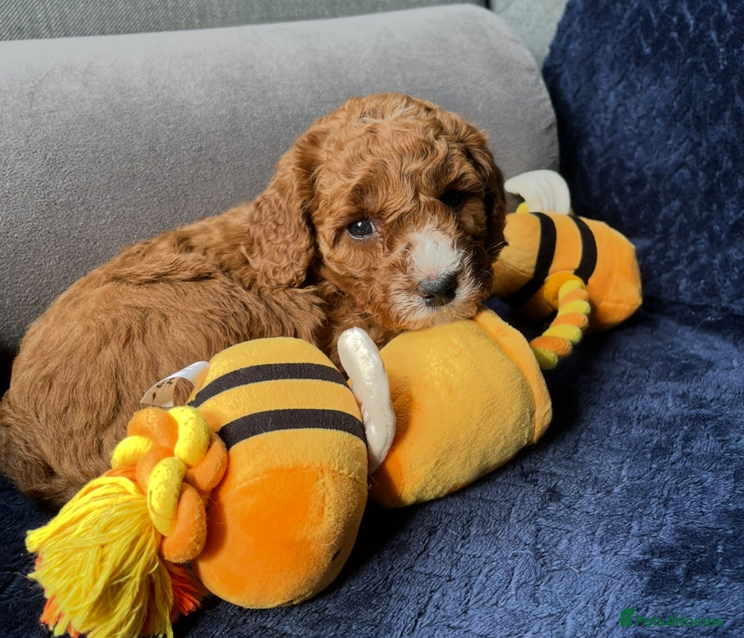 Mixed Breed dogs for sale: Mini Double Doodles 🧬 Tested Clear  - Image 27
