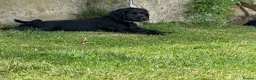Cocker Spaniel dogs for sale: Two Black Working Cocker boys - 9 weeks in Dorchester - Advert 7