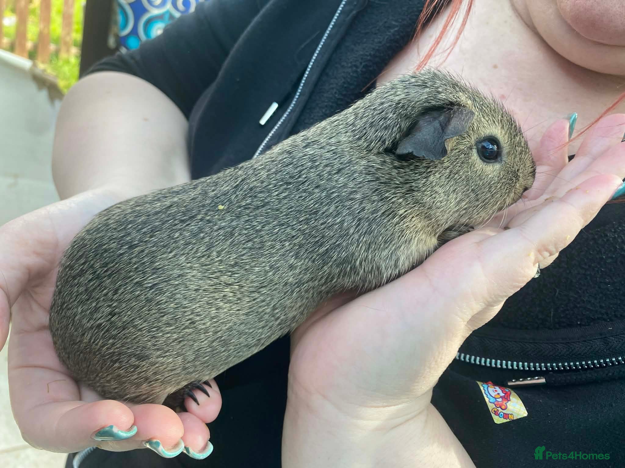 Guinea Pig rodents Baby guinea pig boys and girls - Advert 4