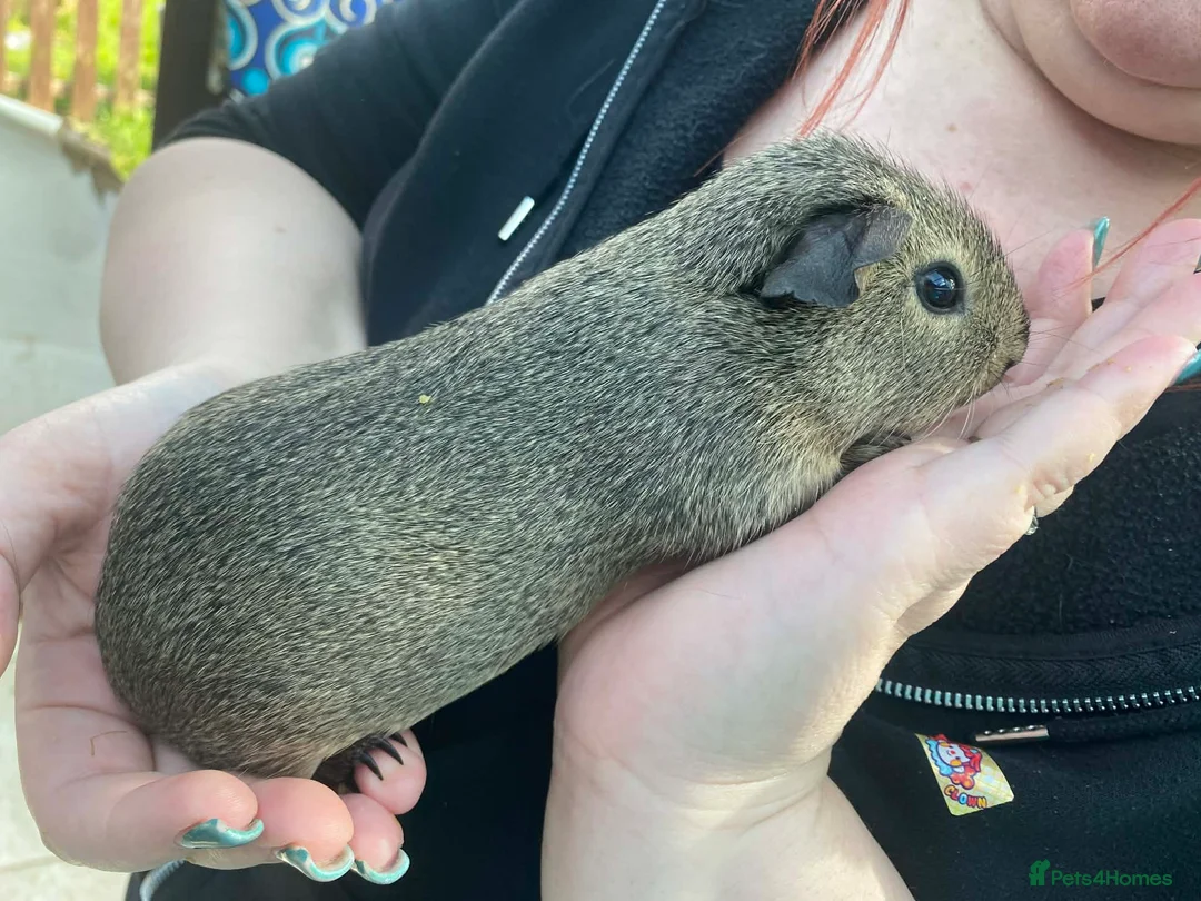Guinea Pig rodents for sale: Baby guinea pig boys and girls - Advert 1