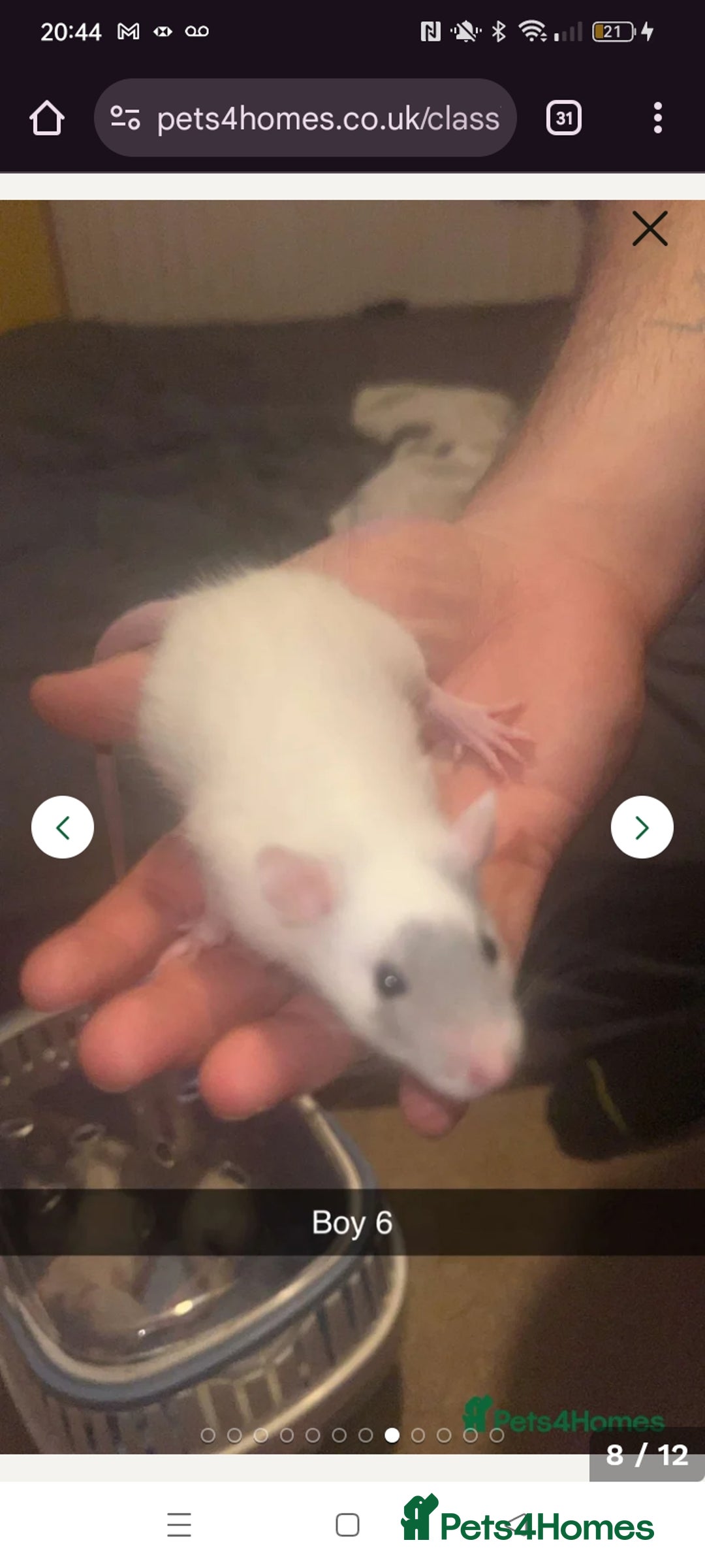 Rat rodents for sale: Four handsome male rats  - Advert 4