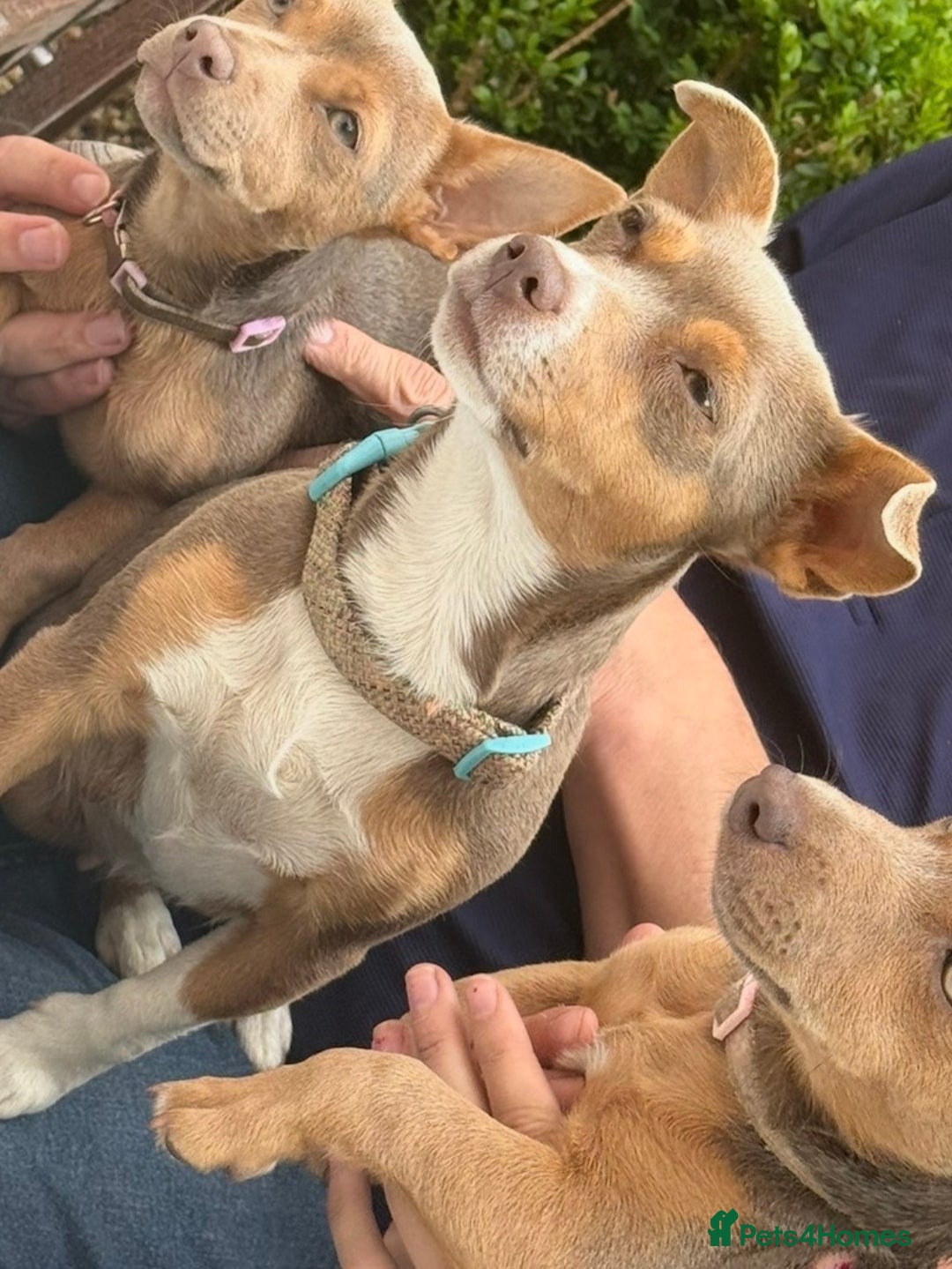 Jackapoo dogs for sale: Much Wenlock Jackapoo puppies - Rare & Special - Advert 9