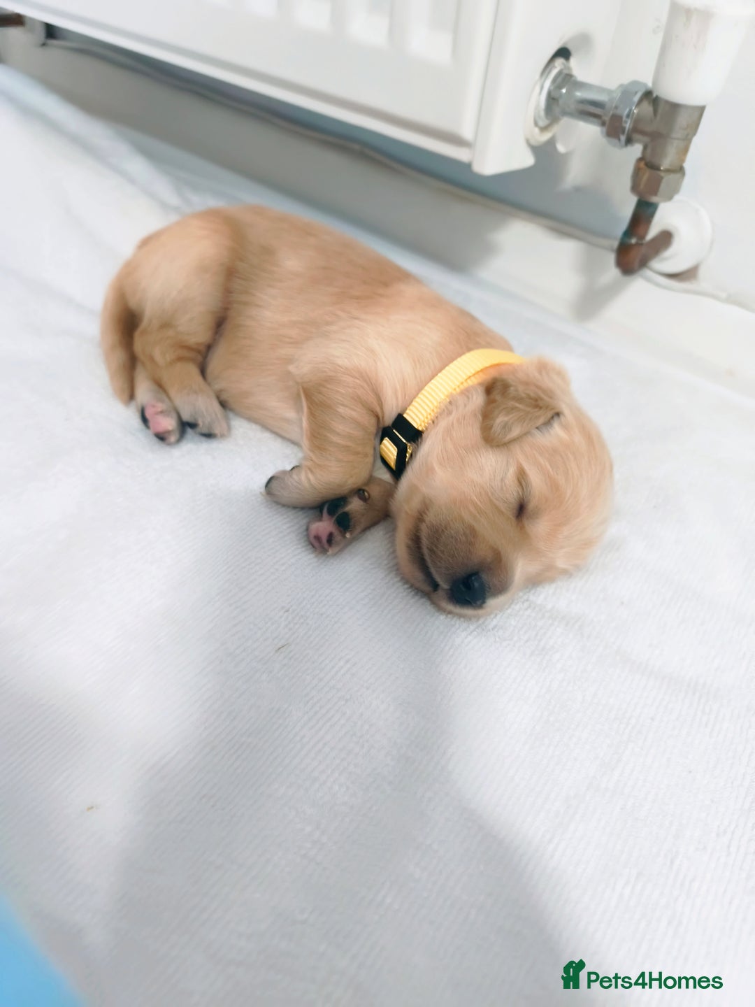 Golden Retriever dogs for sale: Gorgeous golden retriever puppies 🐕 - Advert 5