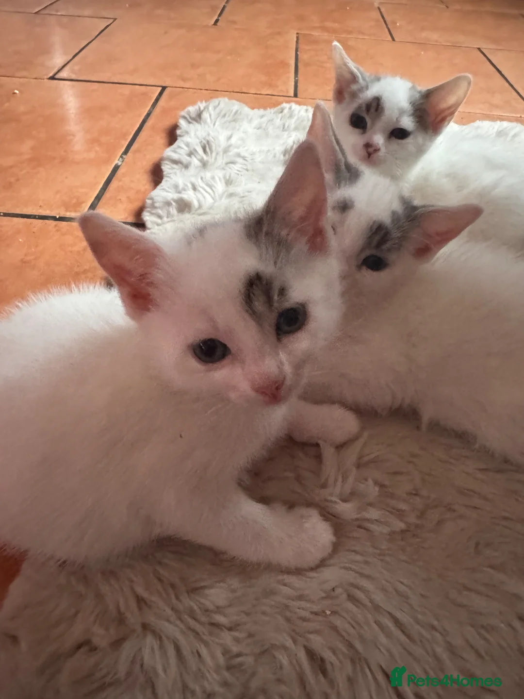 Mixed Breed cats for sale: Kittens in Nottingham - Advert 1