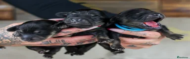 Miniature Dachshund Puppy 2