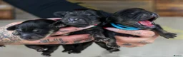 Miniature Dachshund dogs for sale: Long haired Miniature Dachshunds - BLACK & CREAM  - Advert 9
