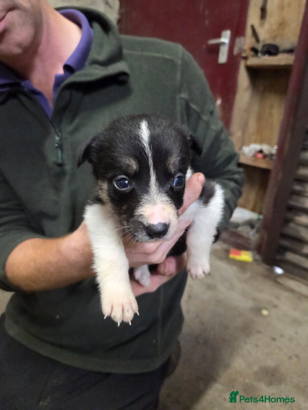 Border Collie dogs for sale: Border collie pups  - Image 1