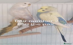 Budgerigars birds for sale: Budgies - babies, adults & pairs available/ - Image 5