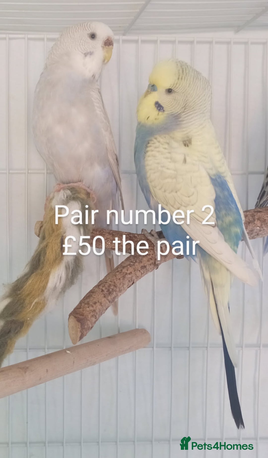 Budgerigars birds for sale: Budgies - babies, adults & pairs available/ - Image 5