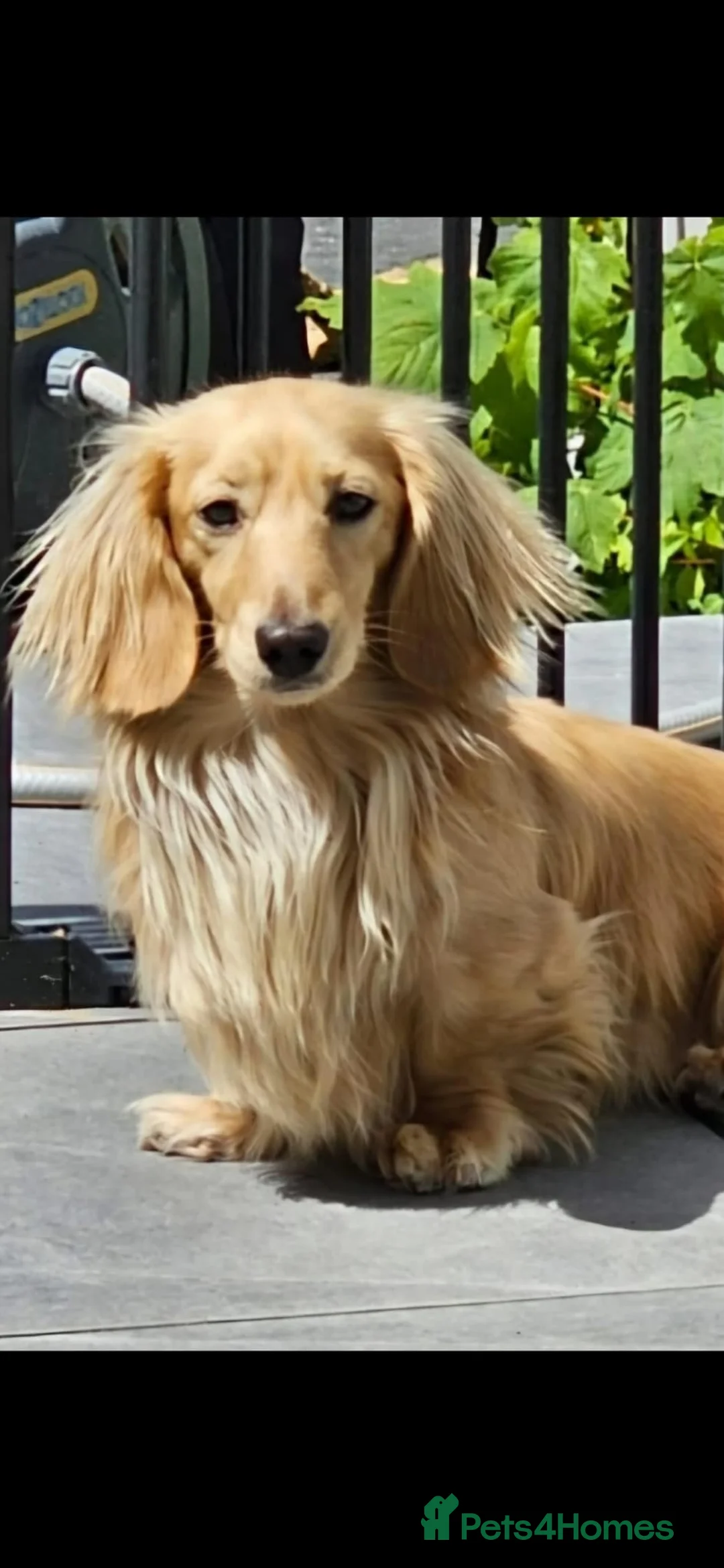 Dachshund dogs for sale: Pale cream puppy’s miniture long haired - Advert 6