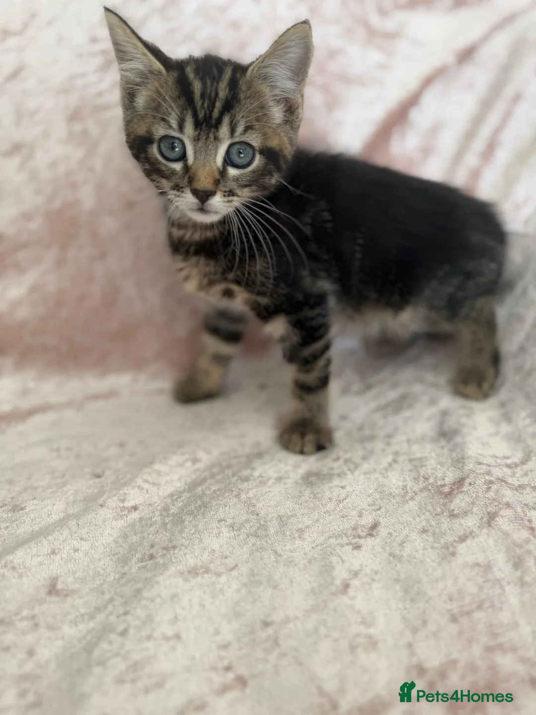 Mixed Breed cats for sale: Beautiful Bengal mix kittens  - Advert 8