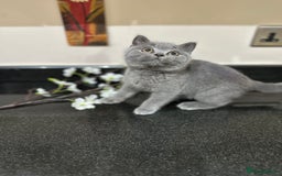 British Shorthair cats for sale: Blue British Shorthair registered Full Pedigree  - Image 13