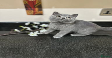 British Shorthair cats - Advert 16
