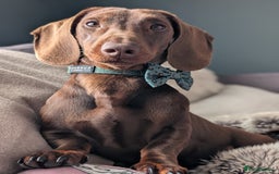 Dachshund dogs for stud: Standard Dachshund for stud - Image 5