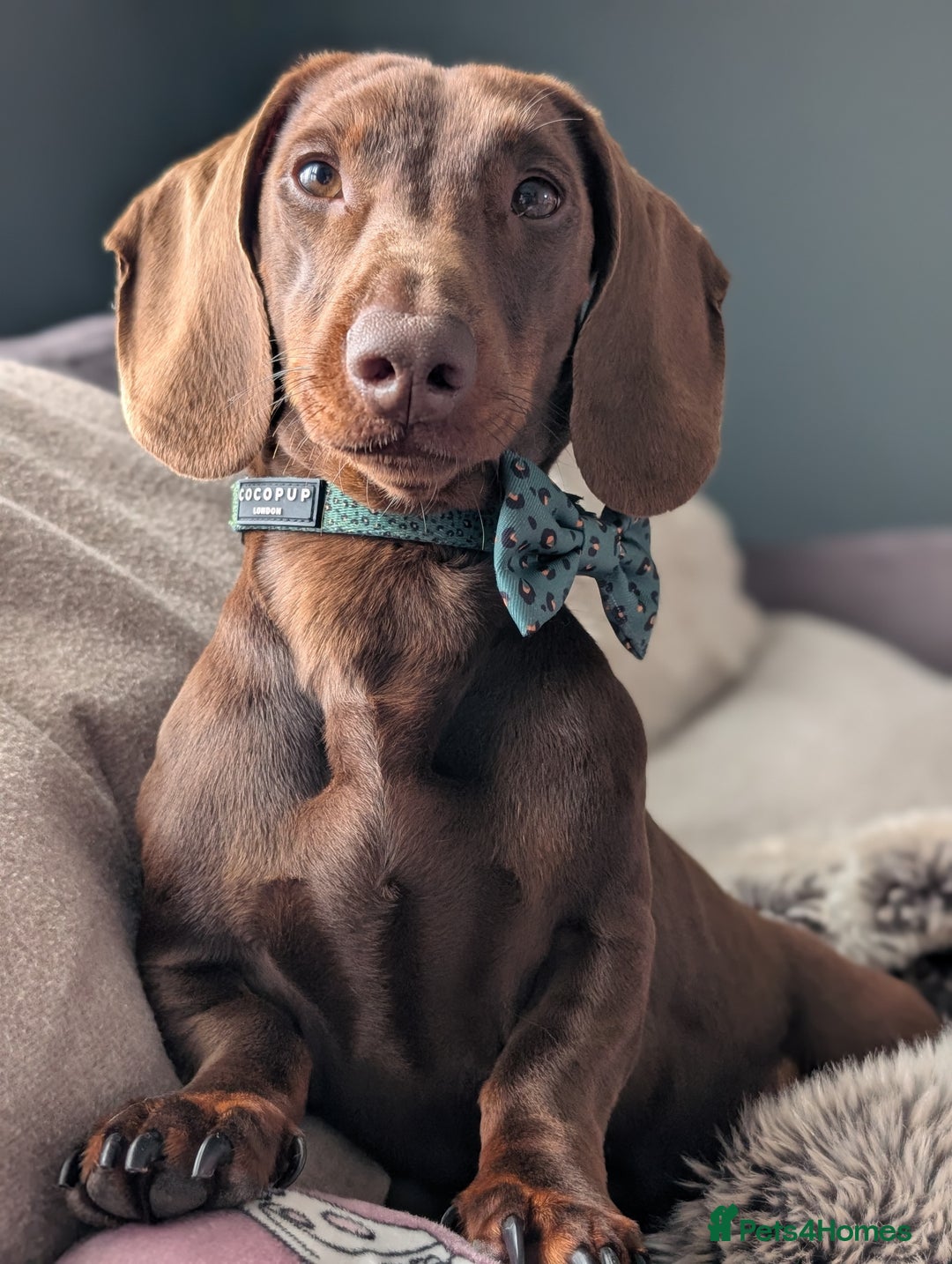 Dachshund dogs for stud: Standard Dachshund for stud - Image 5