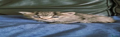 British Shorthair 5
