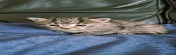 British Shorthair cats for sale: Gorgeous kittens available to reserve  in Kilmarnock - Advert 5