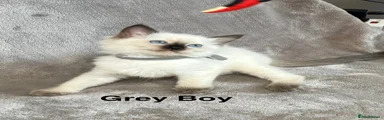 Grey Boy