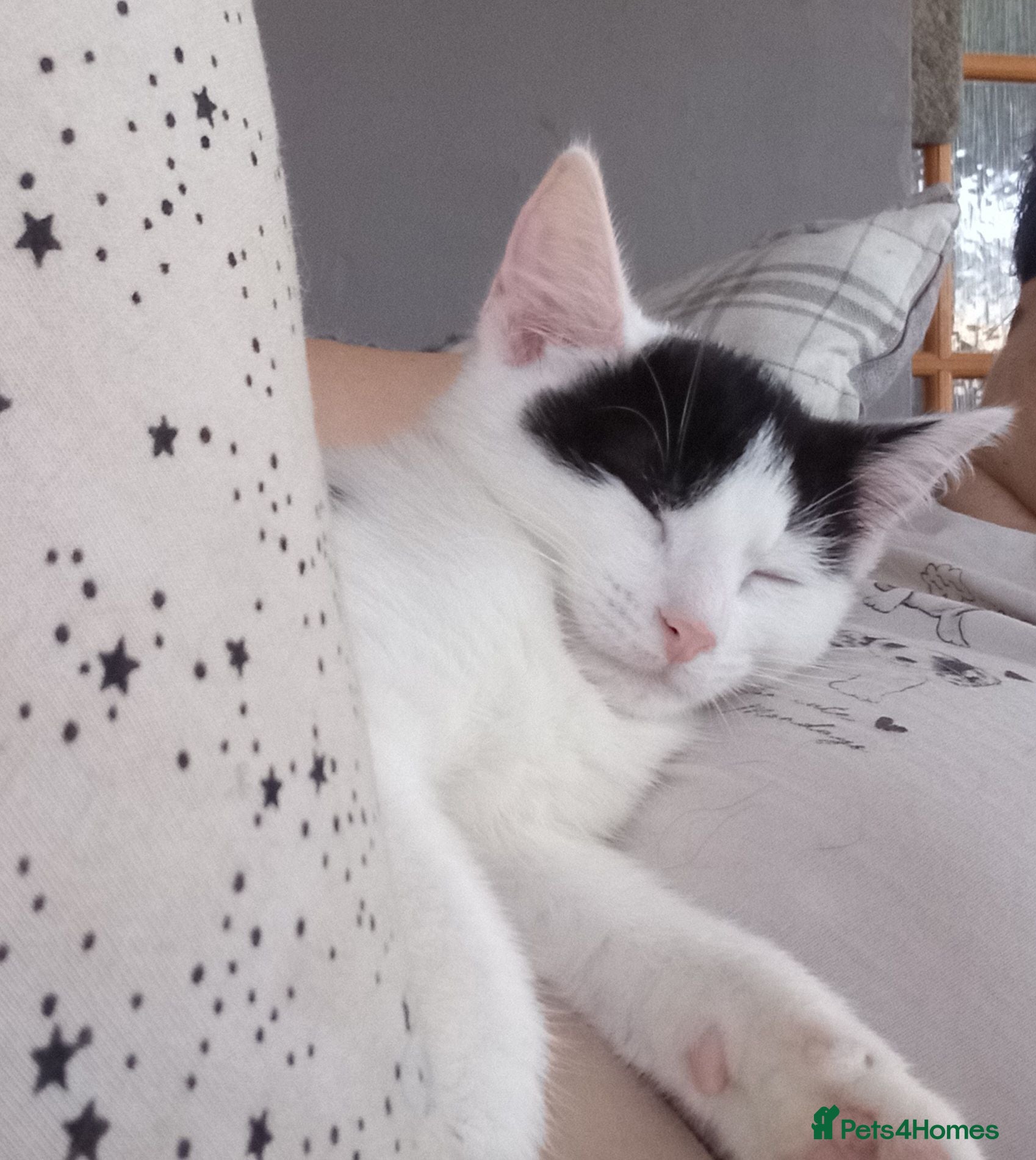 Mixed Breed cats Sweet kittens looking for their forever homes - Advert 2