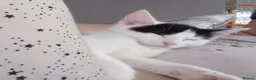 Mixed Breed cats for adoption: Sweet kittens looking for their forever homes - Advert 3