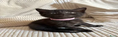 Kora