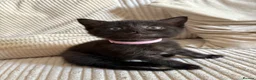 Mixed Breed cats for sale: 4 Black Kittens for Sale - Advert 4