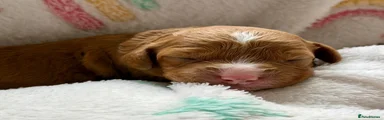 Cockapoo 6 (Red Collar)