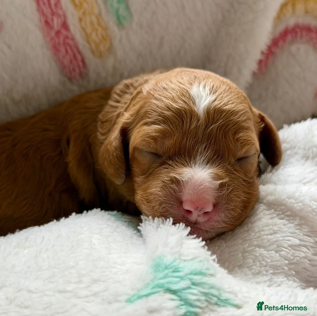 Cockapoo dogs for sale: 6x Toy Cockapoo Pups  - Advert 2