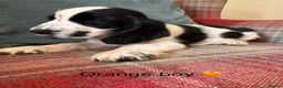 Cocker Spaniel dogs for sale: KC reg, health tested, show type cocker spaniels - Advert 9