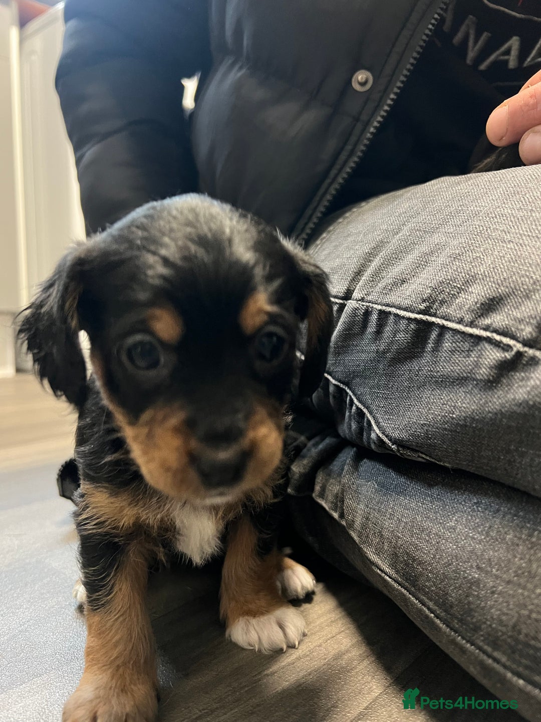 Jackapoo dogs for sale: Adorable Jackapoo puppies for sale !!!! - Image 21