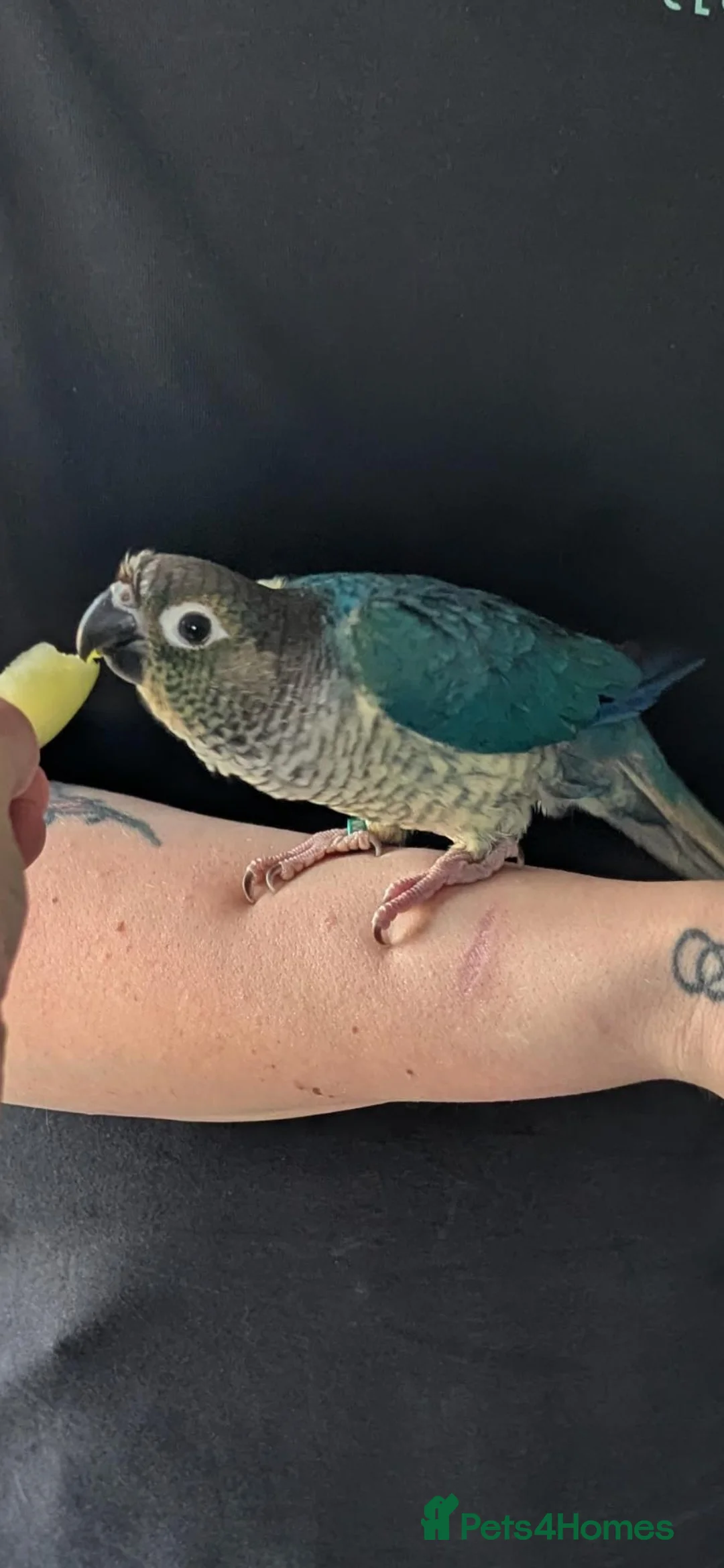 Conures birds for sale: Green cheeked Conure - Advert 1
