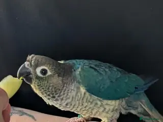 Conures birds Green cheeked Conure - Advert 2