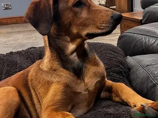 Dobermann dogs Beautiful litter of European Dobermann X - Advert 5