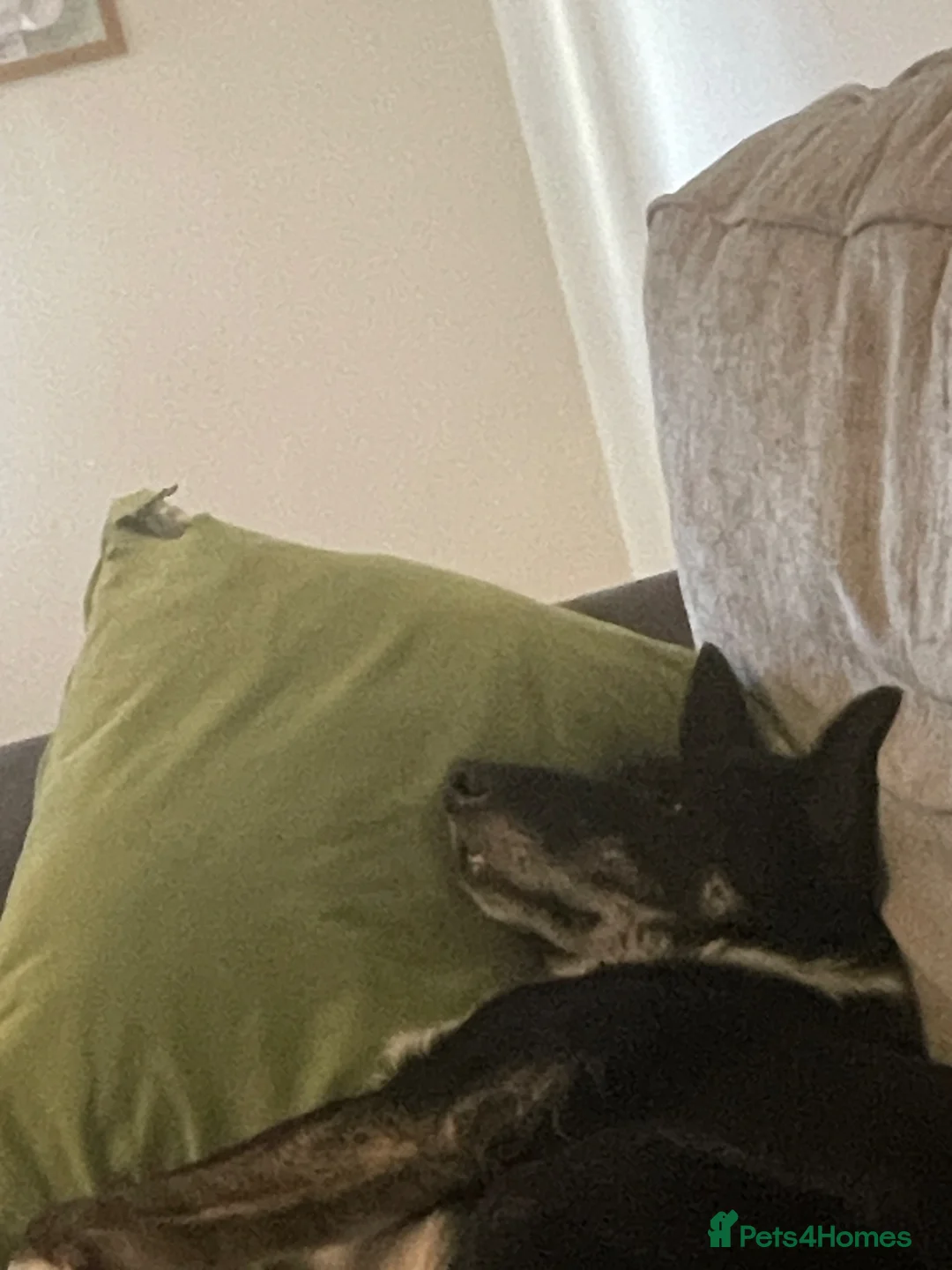 Border Collie dogs for sale: Border collie  - Advert 2