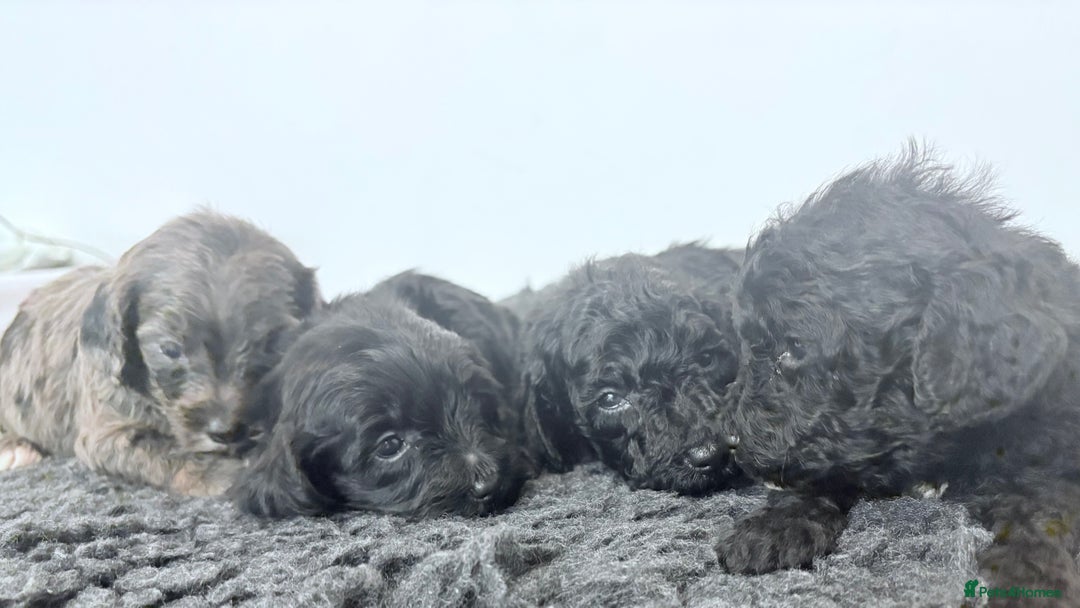 Cavapoochon dogs for sale: Rare Cavapoochons Home Raised PRA clear - Advert 12