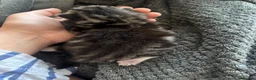 Mixed Breed cats for sale: Please read - Advert 2