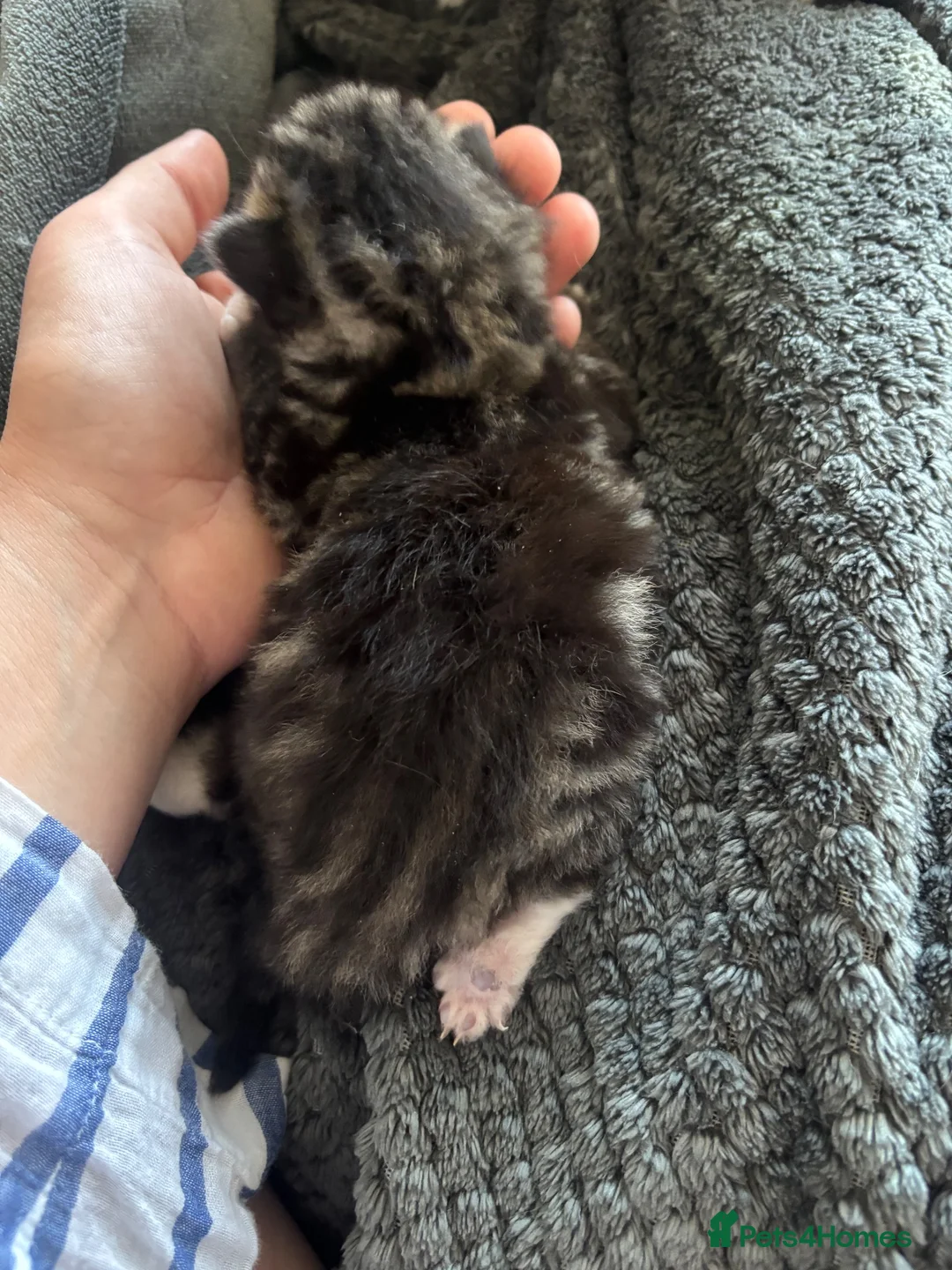 Mixed Breed cats for sale: Please read - Advert 2
