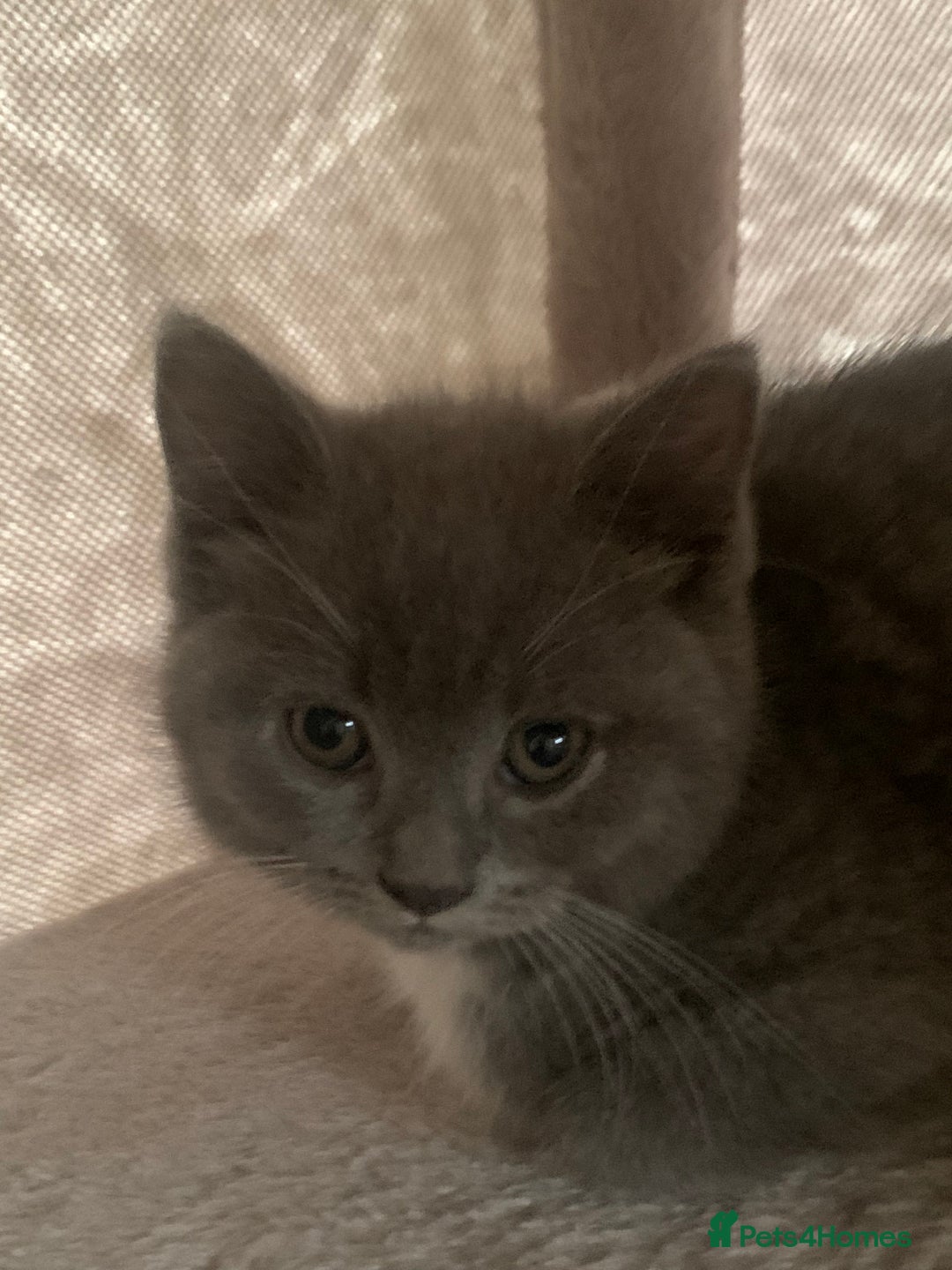 British Shorthair cats for sale: British Blue Kittens - Image 12
