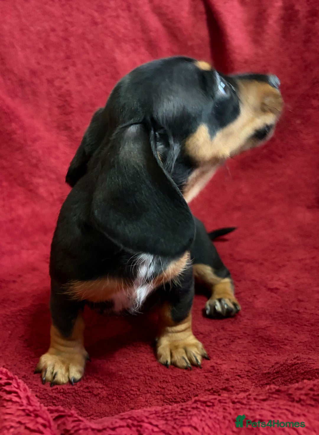 Miniature Dachshund dogs for sale: Stunning Miniature Dachshund Boys 💙 - Advert 28