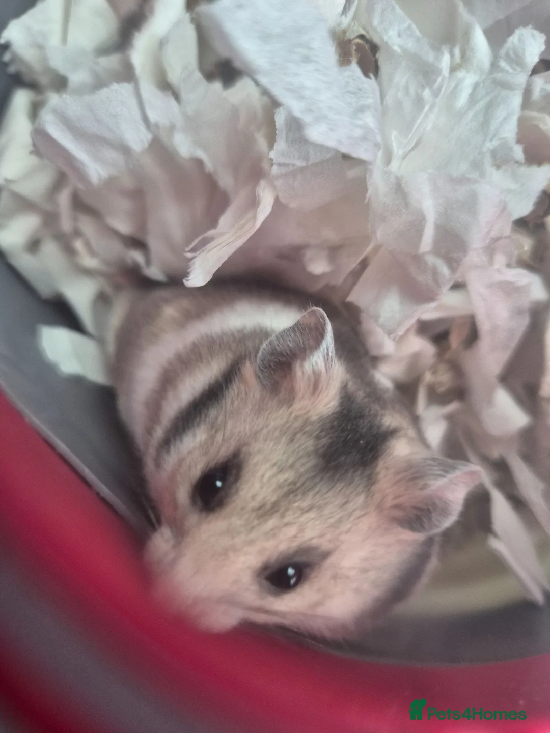 Hamster rodents for sale: Syrian hamster male  - Advert 2