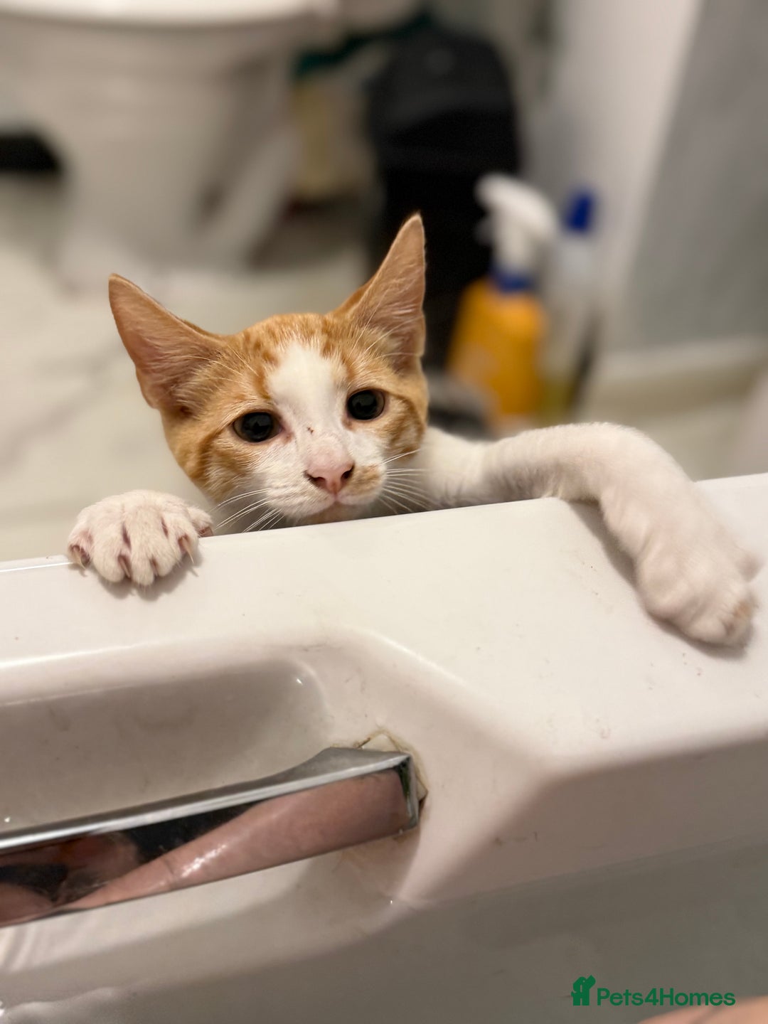 Mixed Breed cats for sale: 2 male kittens - Image 4