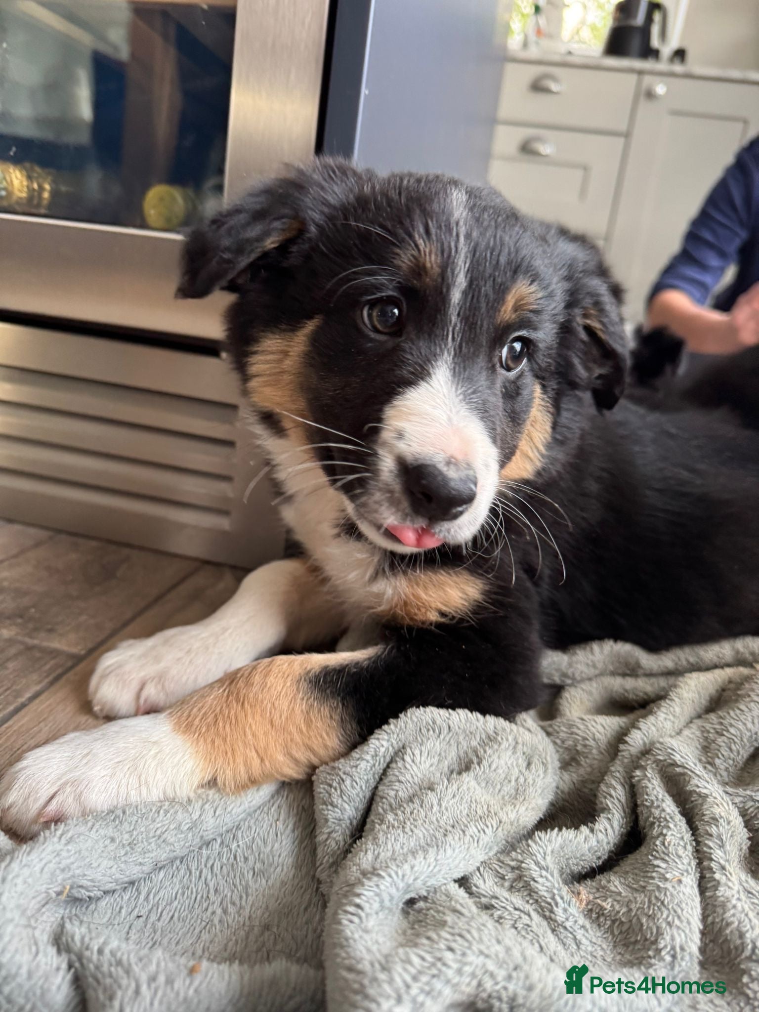 Border Collie dogs Beautiful Border Collie Puppies  - Advert 12