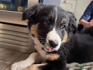Border Collie dogs Beautiful Border Collie Puppies - Advert 1