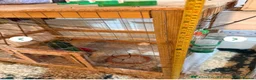 Budgerigars birds for sale: Leeds Hyde park Road - Advert 8