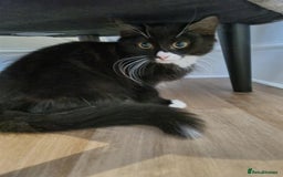 Bengal cats for sale: Last kitten looking for home - Image 1
