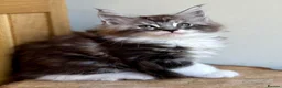 Maine Coon cats for sale: Beautiful Maine Coon kittens - Advert 11