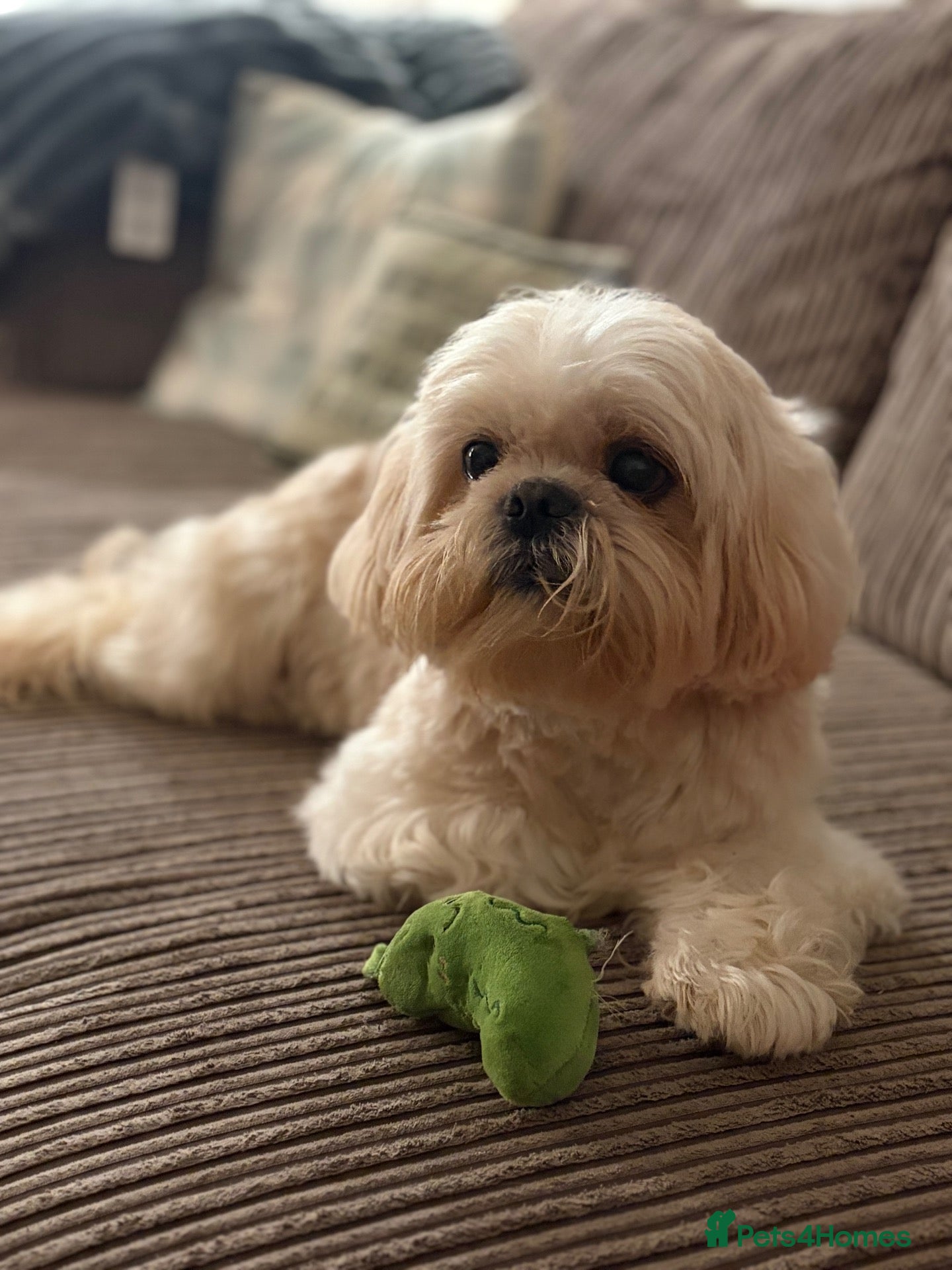 Shih Tzu dogs In search of a special girl  - Advert 2